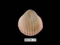 藏品(多刺鳥尾蛤)的圖片